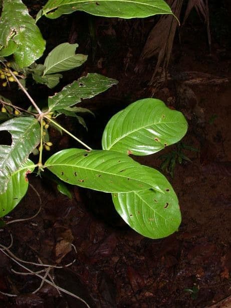 Quiina macrophylla 9