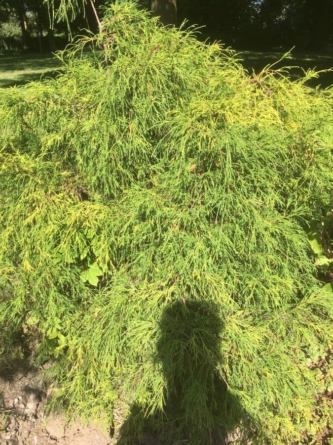 Kanaren-Tamarisk 12