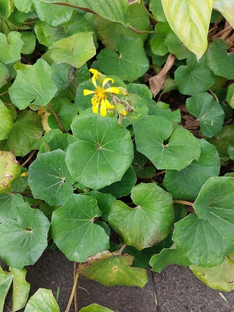 Léopardplant 8