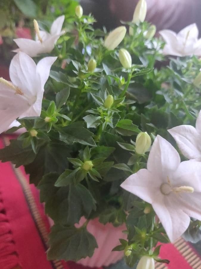 Campanula dei Carpazi 13
