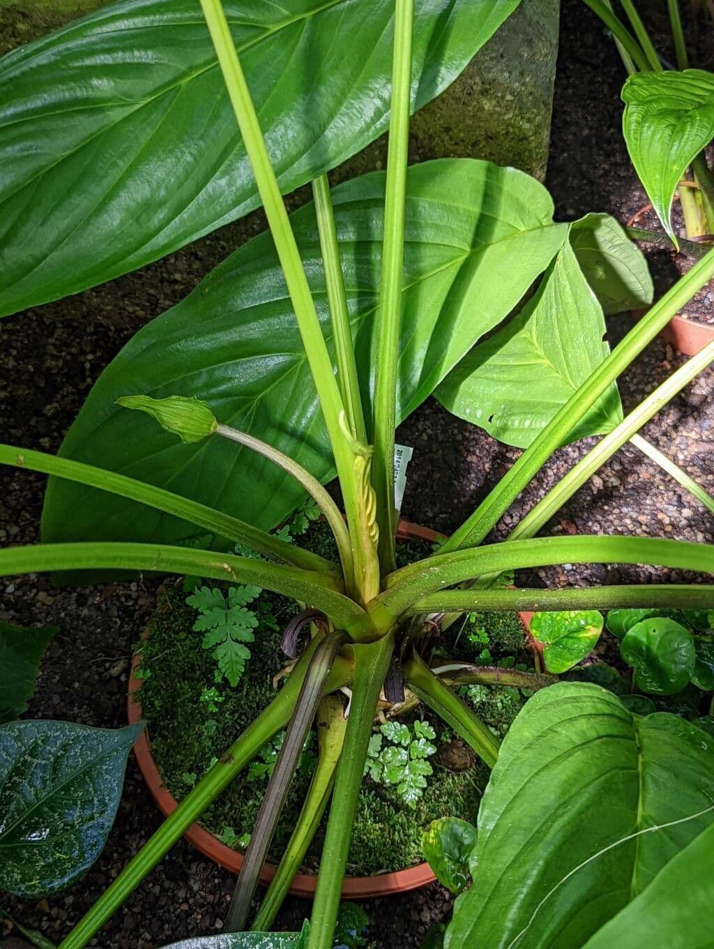 Tacca 22