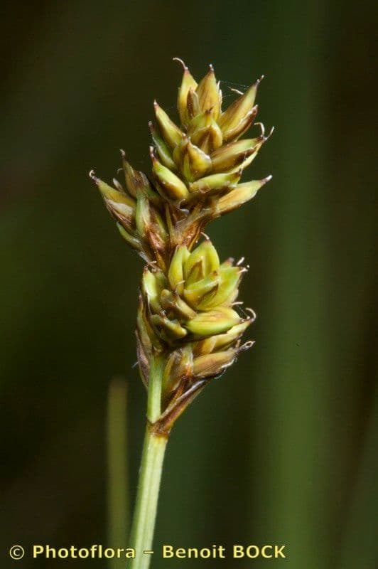 Carea