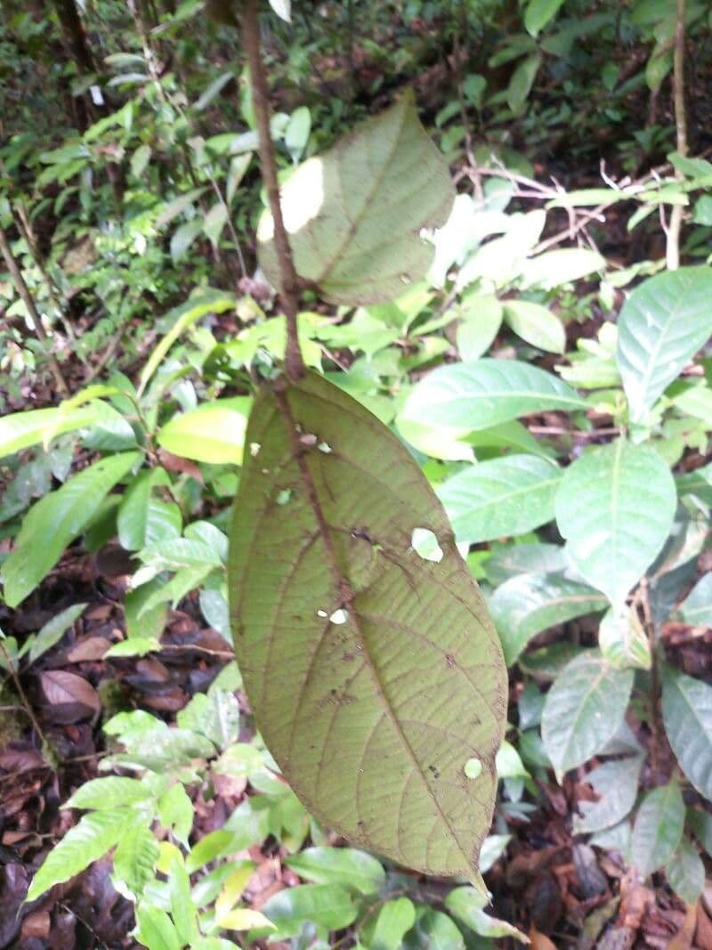 Cordia 5