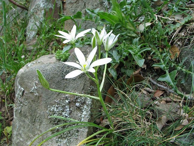 Ornithogalum gussonei 9