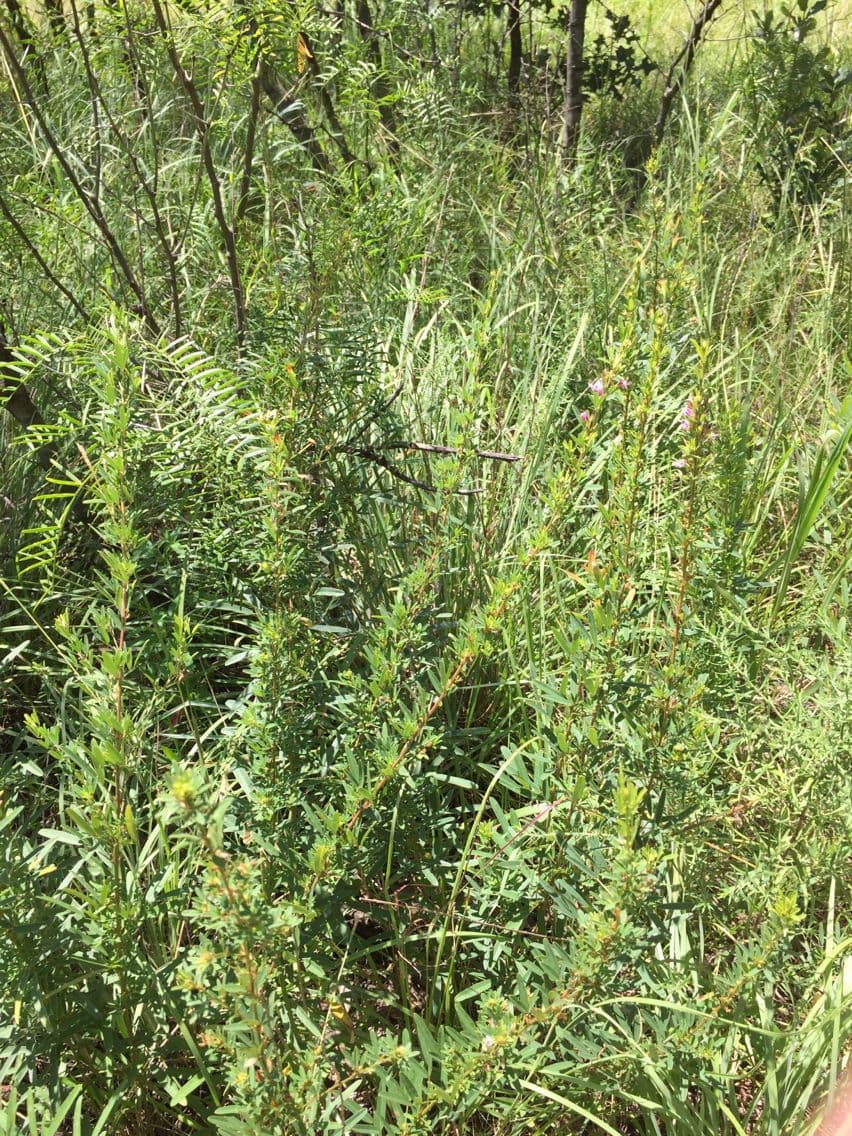 Lespedeza 9