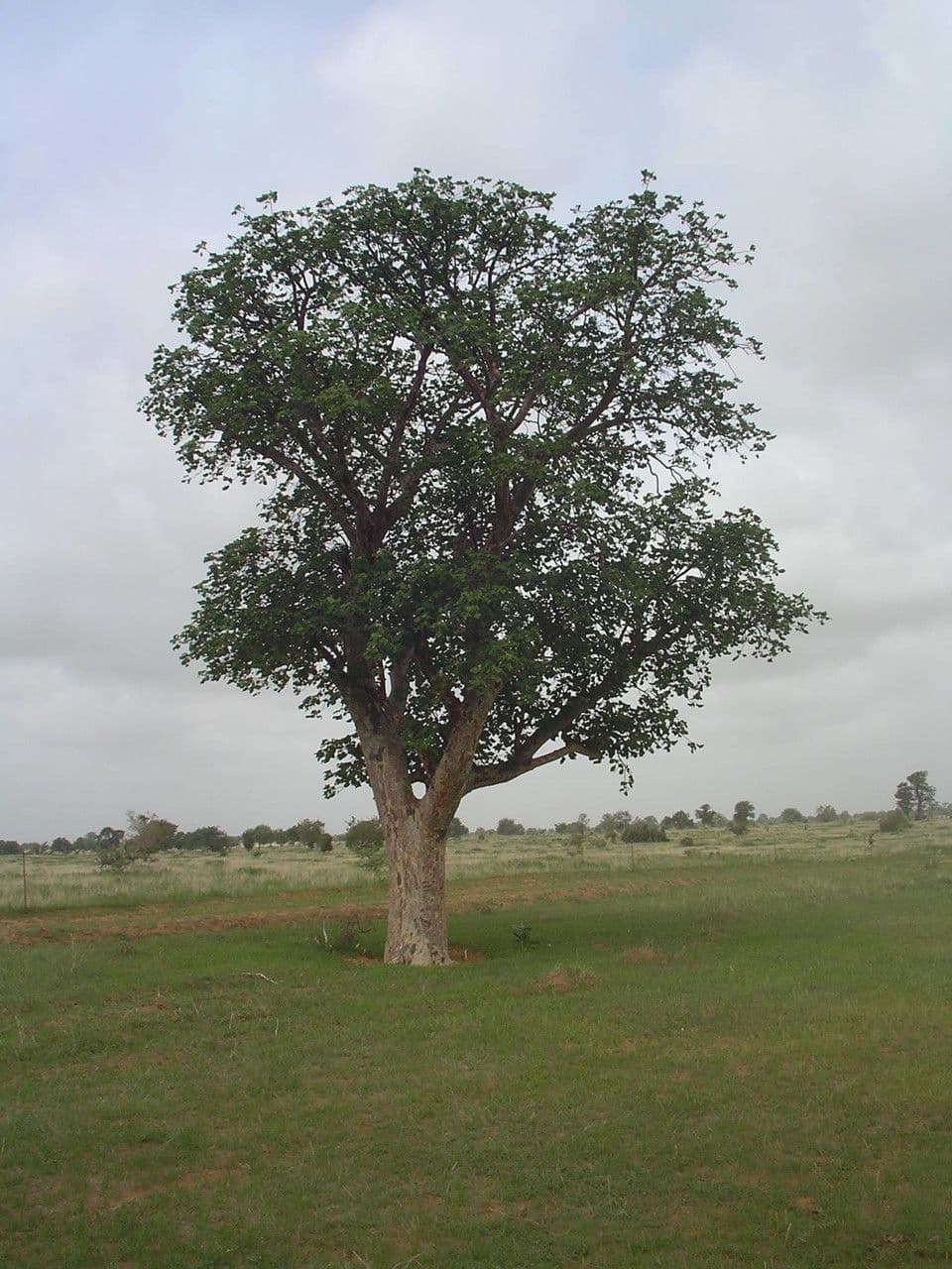 Sterculia 3