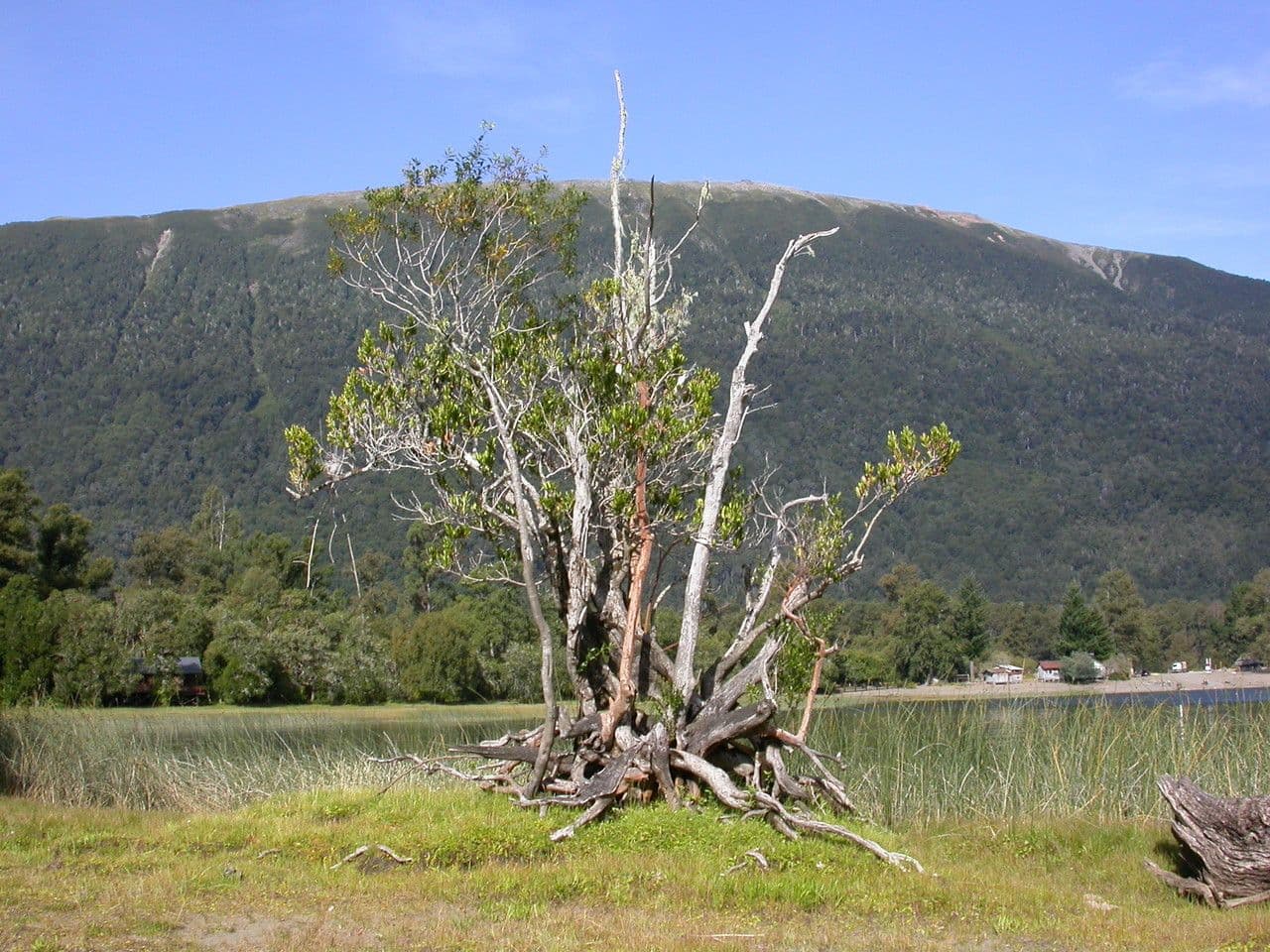 Myrceugenia 10