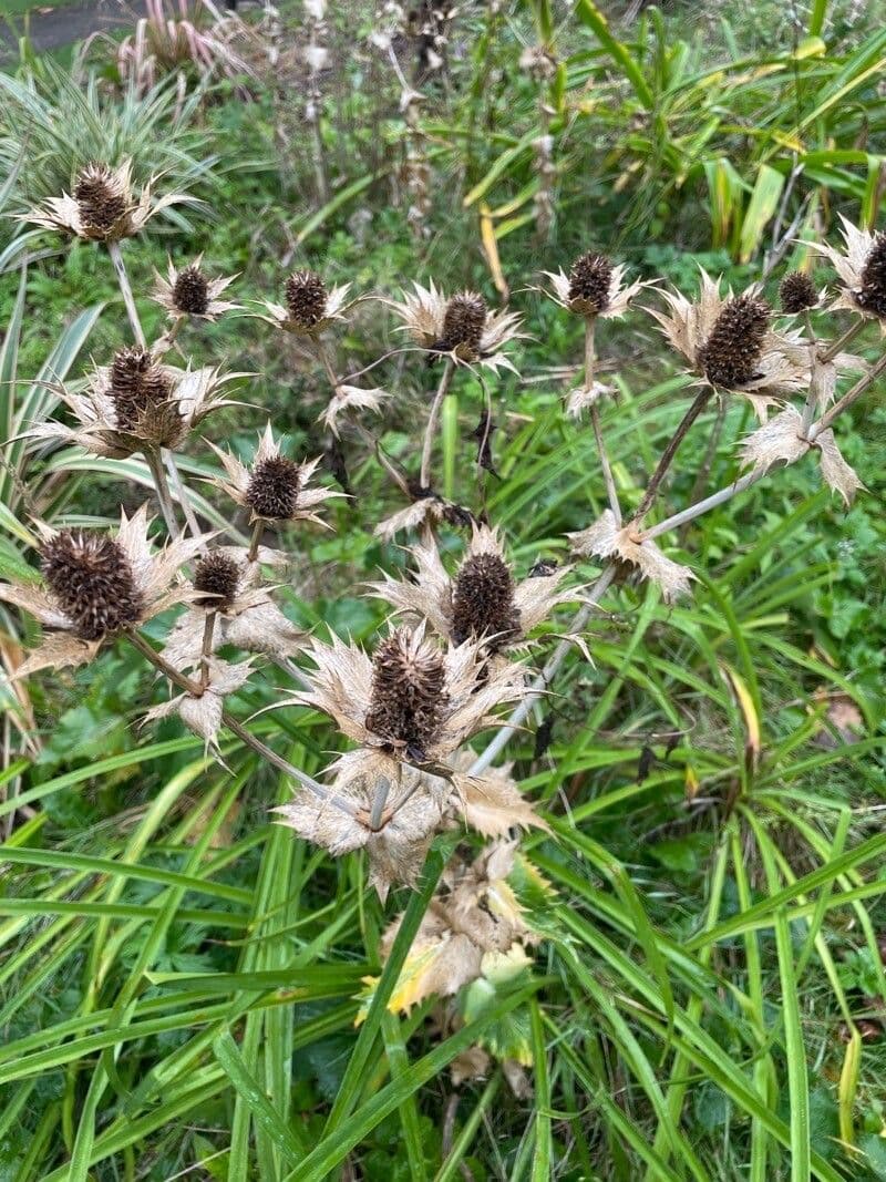 Panicaut géant 15