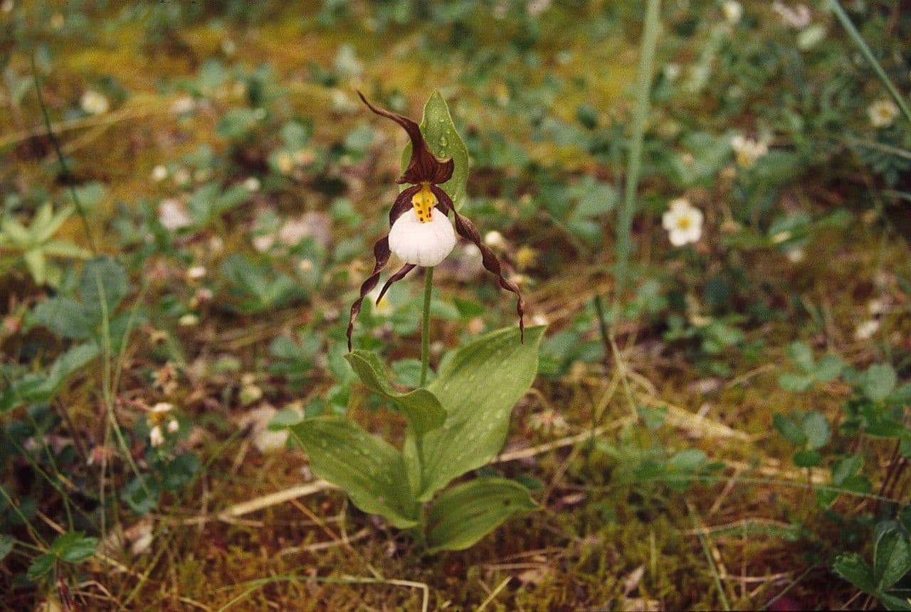 Cipripedio di montagna 9