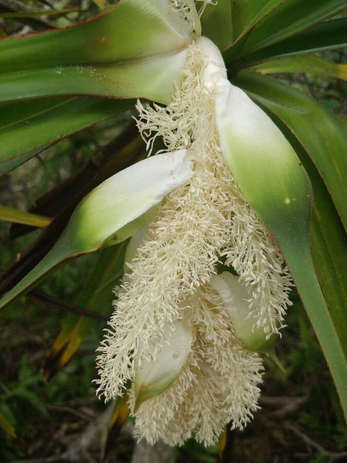 Pandanus 6