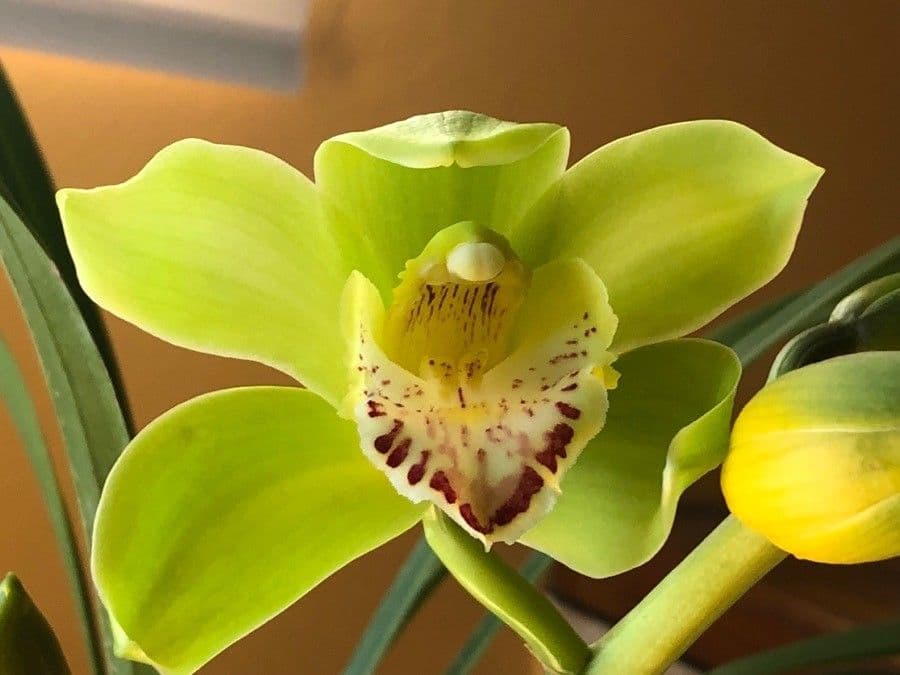 Dendrobium 6