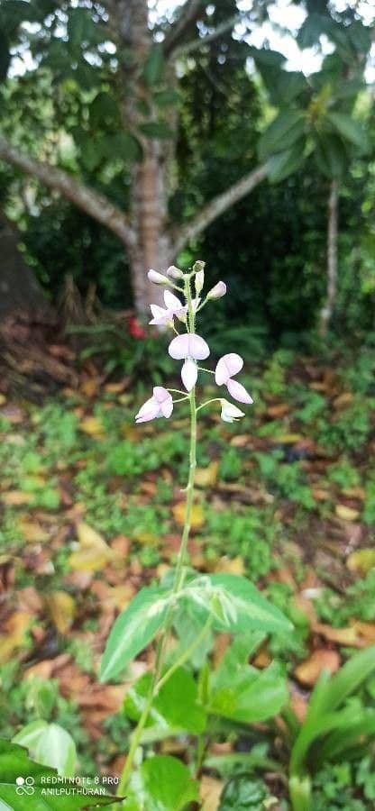 Desmodium uncinatum 5