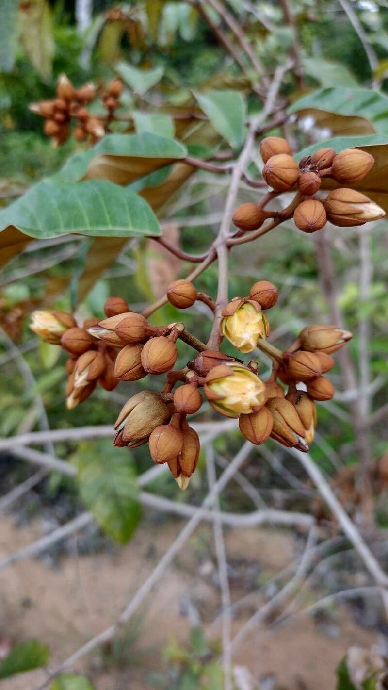 Vismia baccifera 3