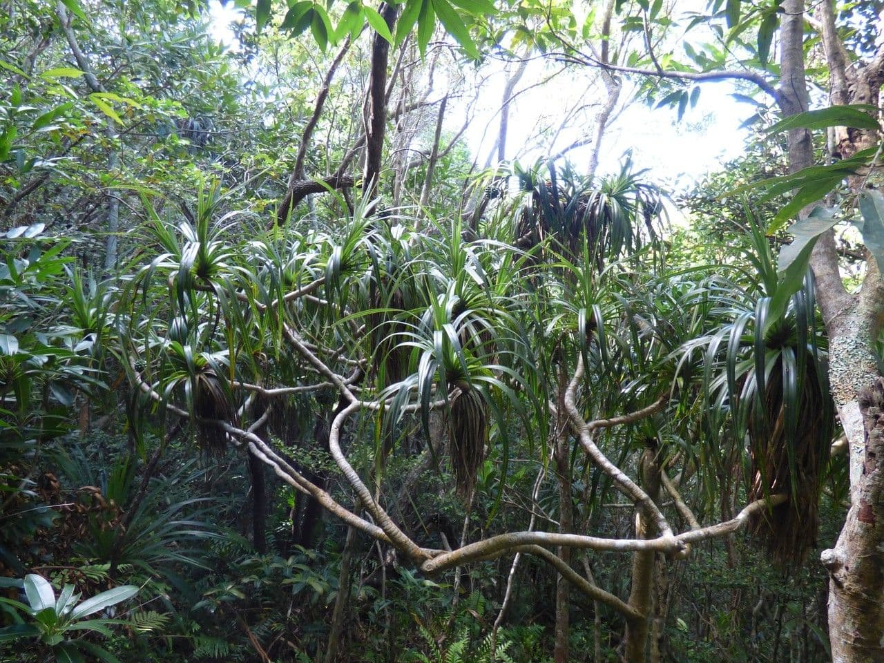 Pandanus 8