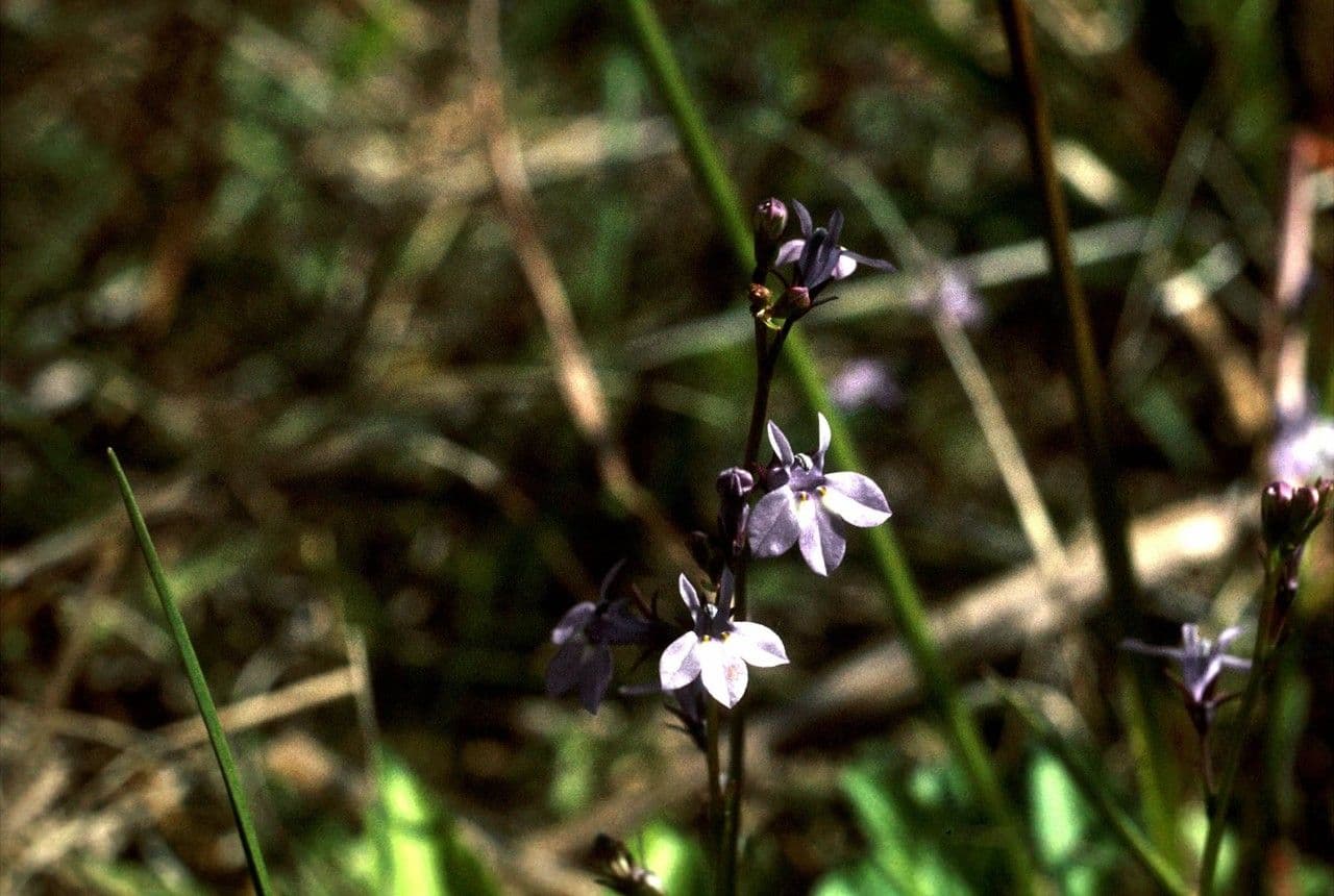Lobelia ghiandolosa 4