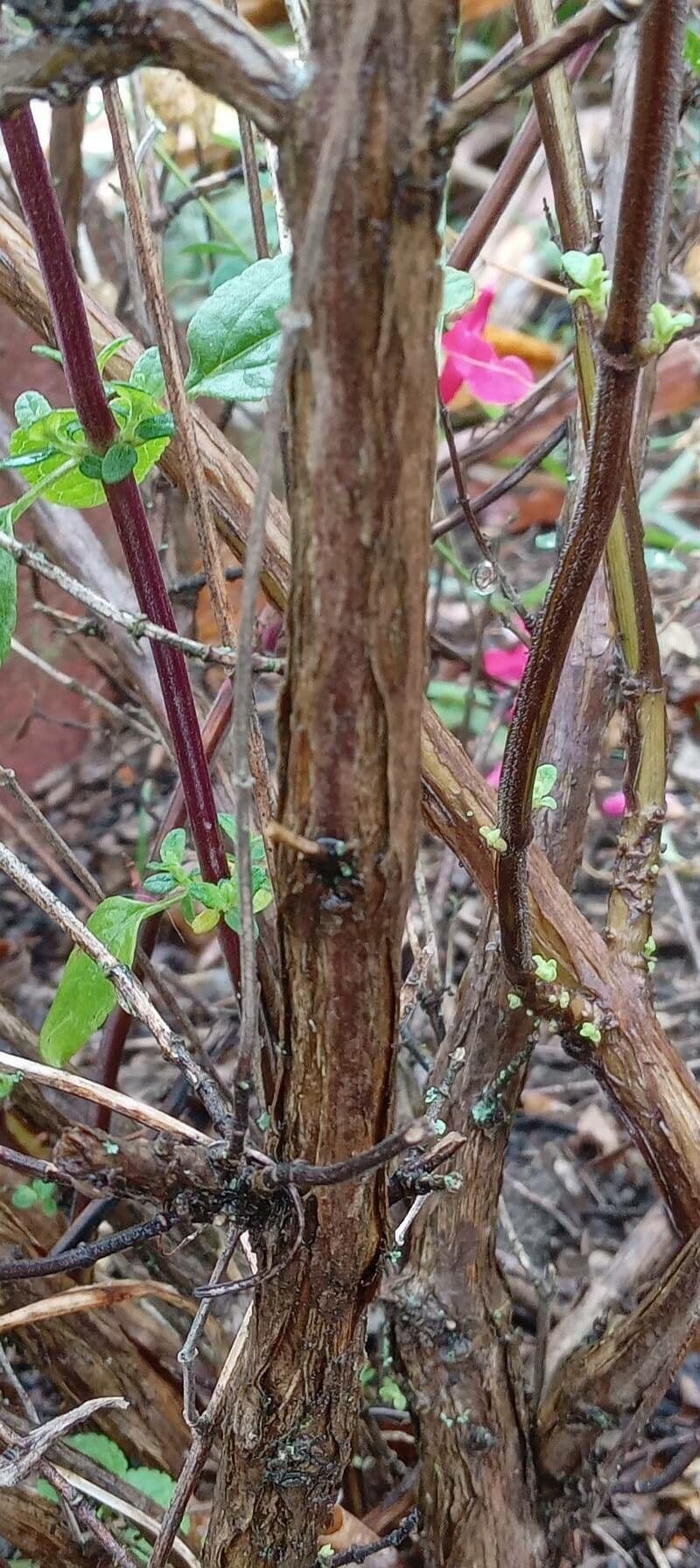 Salvia a foglie piccole 24