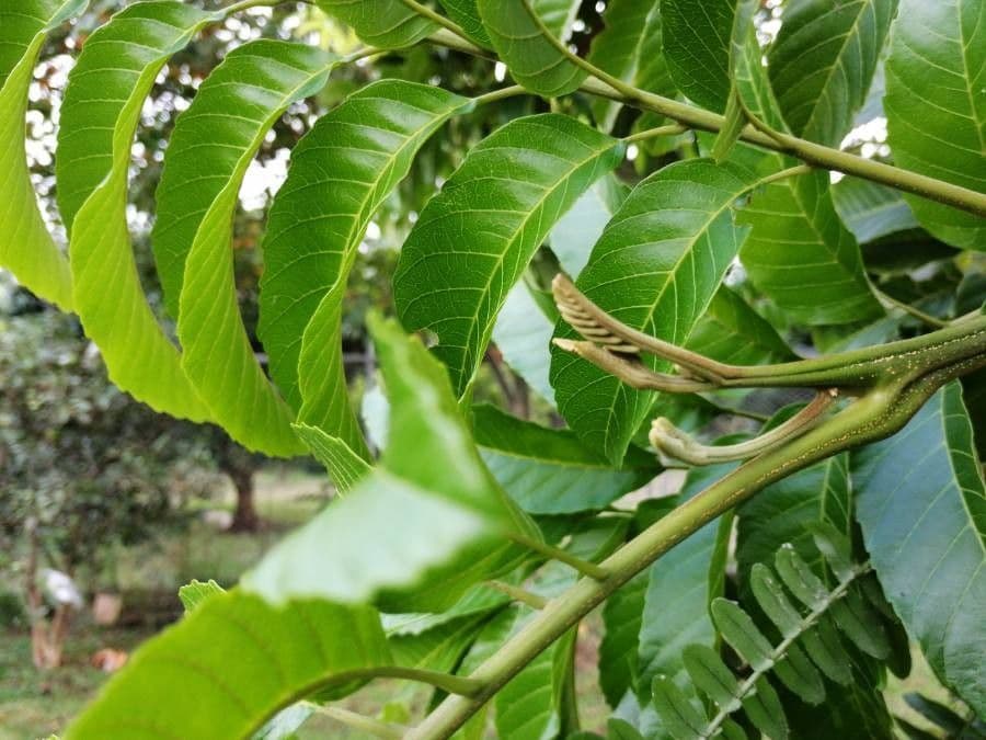 Cupania 12