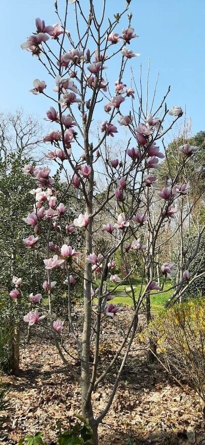 Magnolia 3
