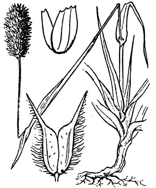Codolina alpina 28