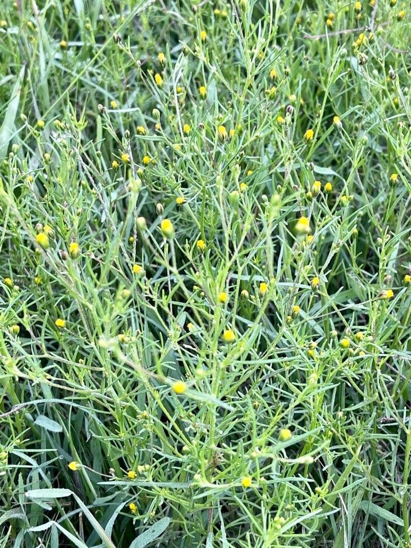 Schkuhria 12