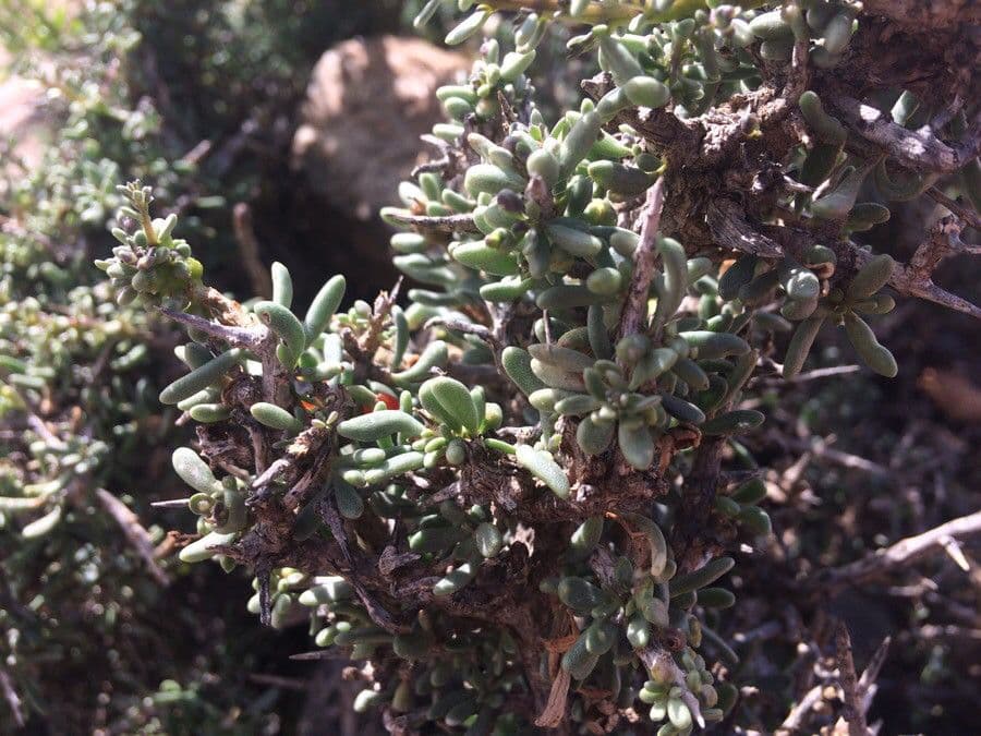 Gymnocarpos 15