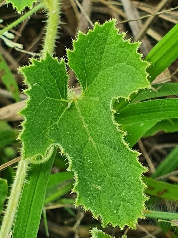 Cetriolo selvatico 14