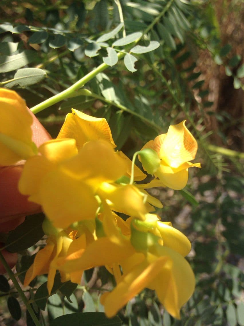 Sesbania drummondii 8