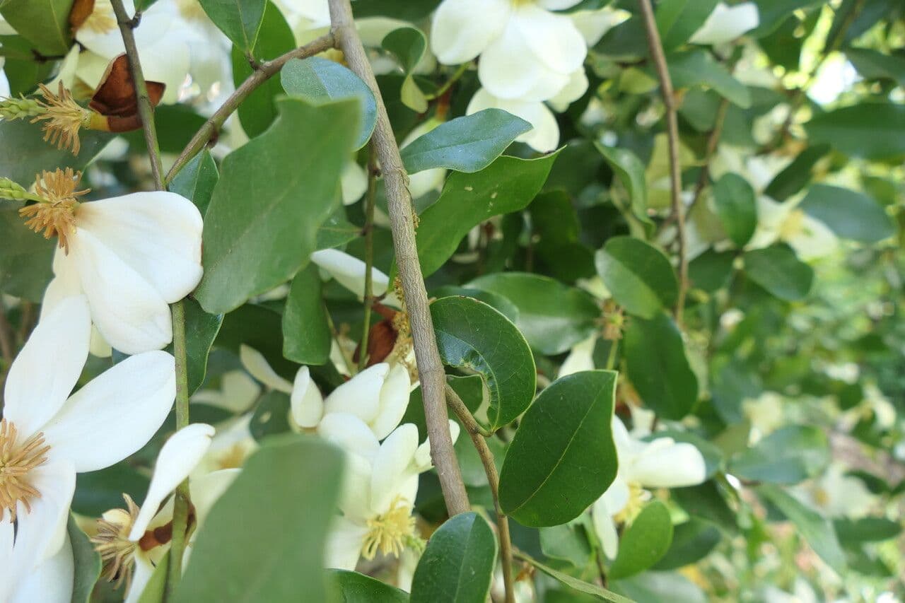 Magnolia 14