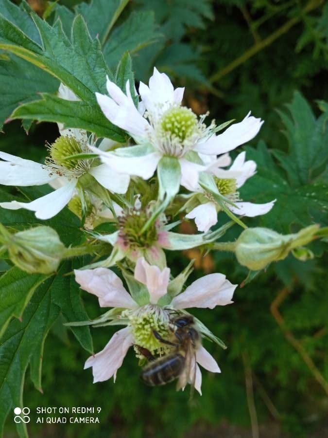 Schlitzblättrige Brombeere 10