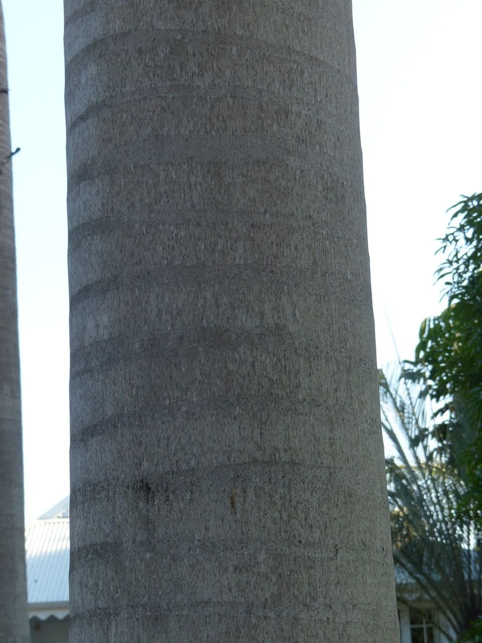 Palma real cubana 30