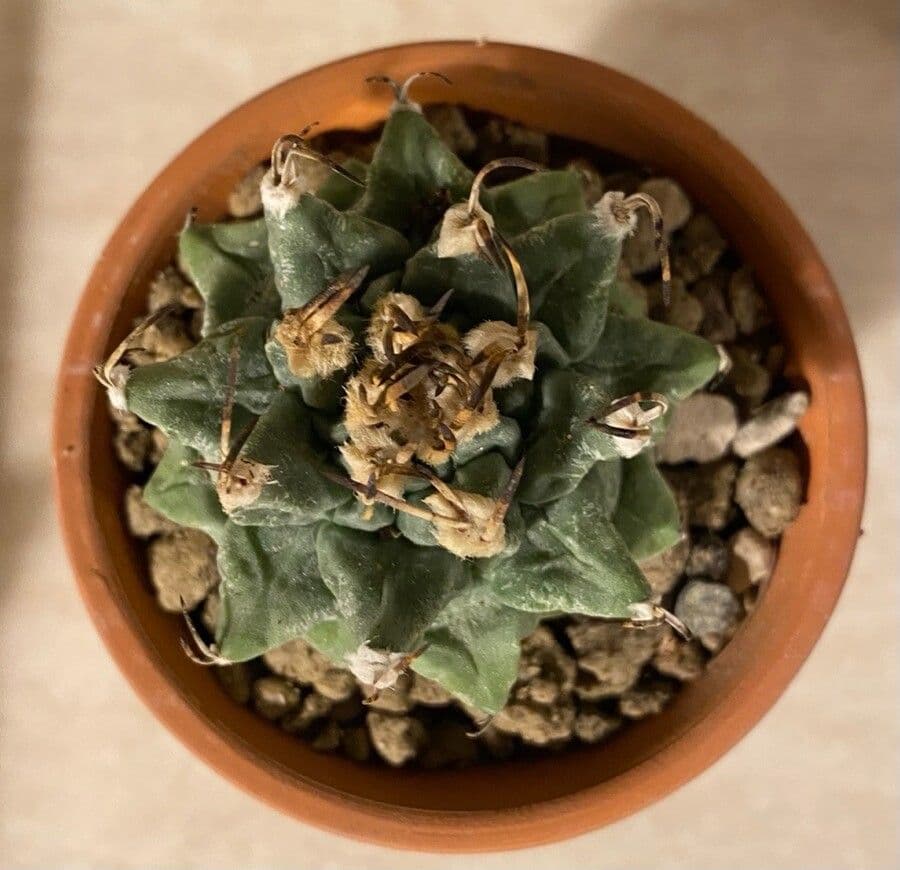 Turbinicarpus
