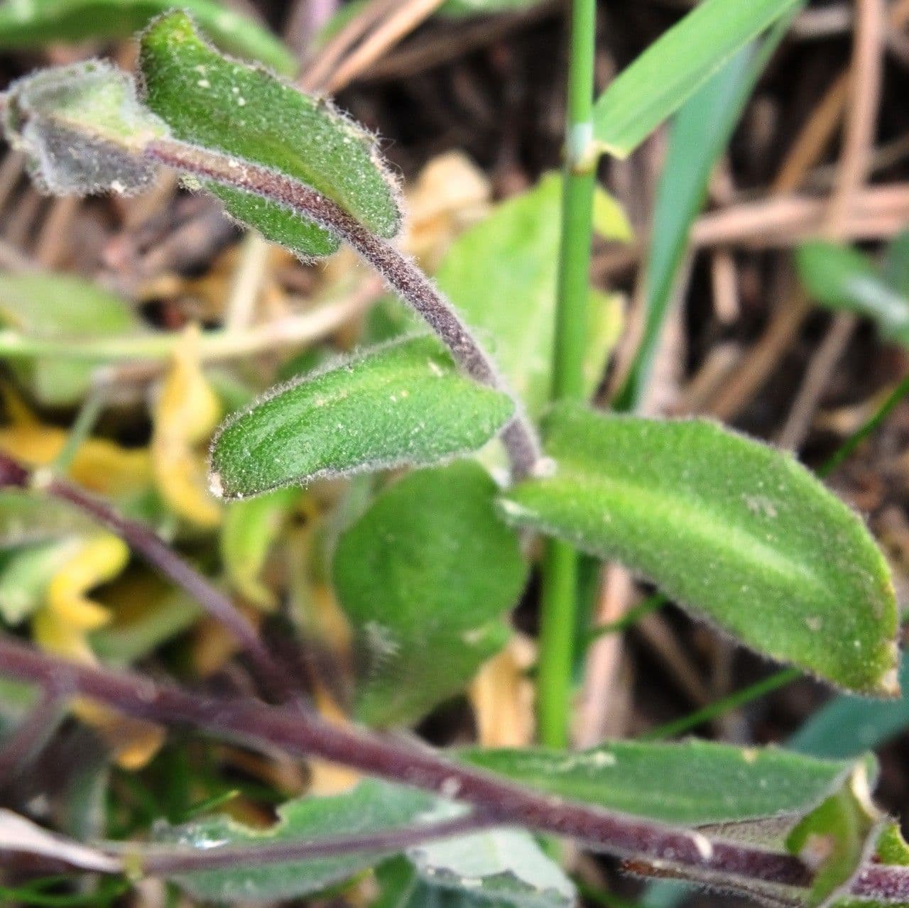 Arabetta irsuta 11