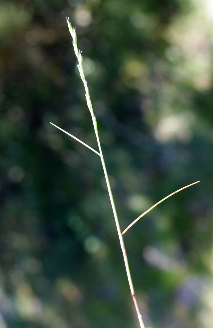 Festuca di Lachenal 14