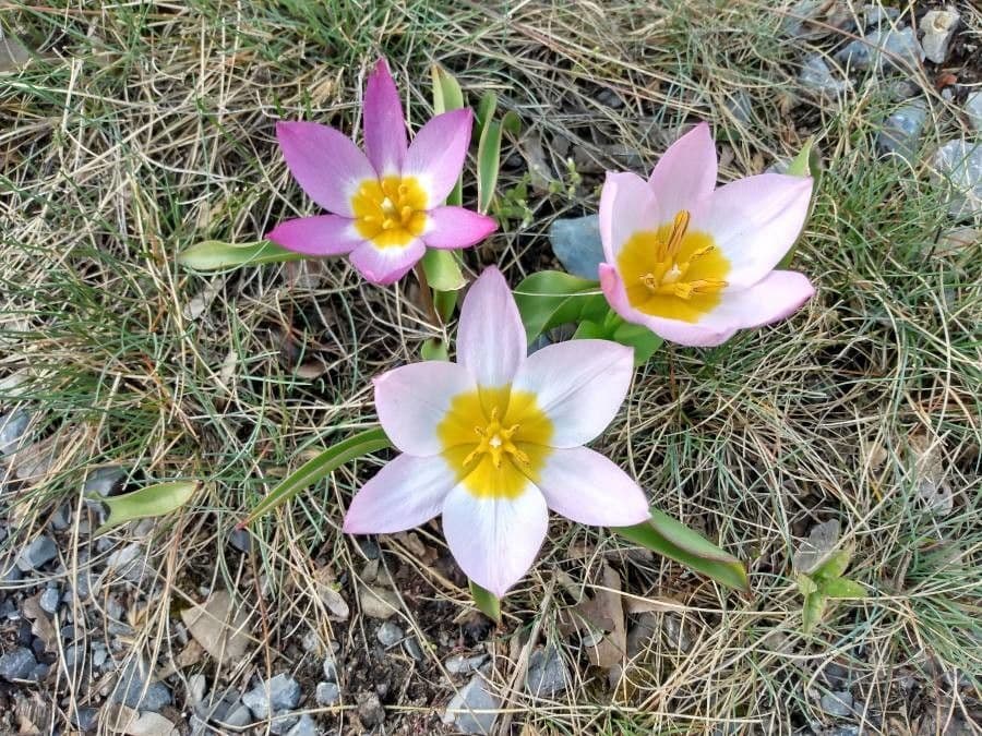 Tulipano 6