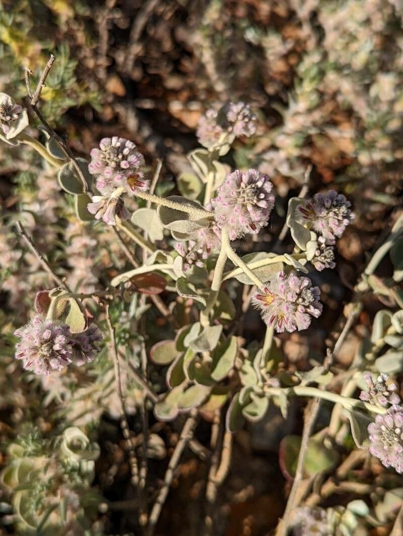 Obovate Ptilotus 2