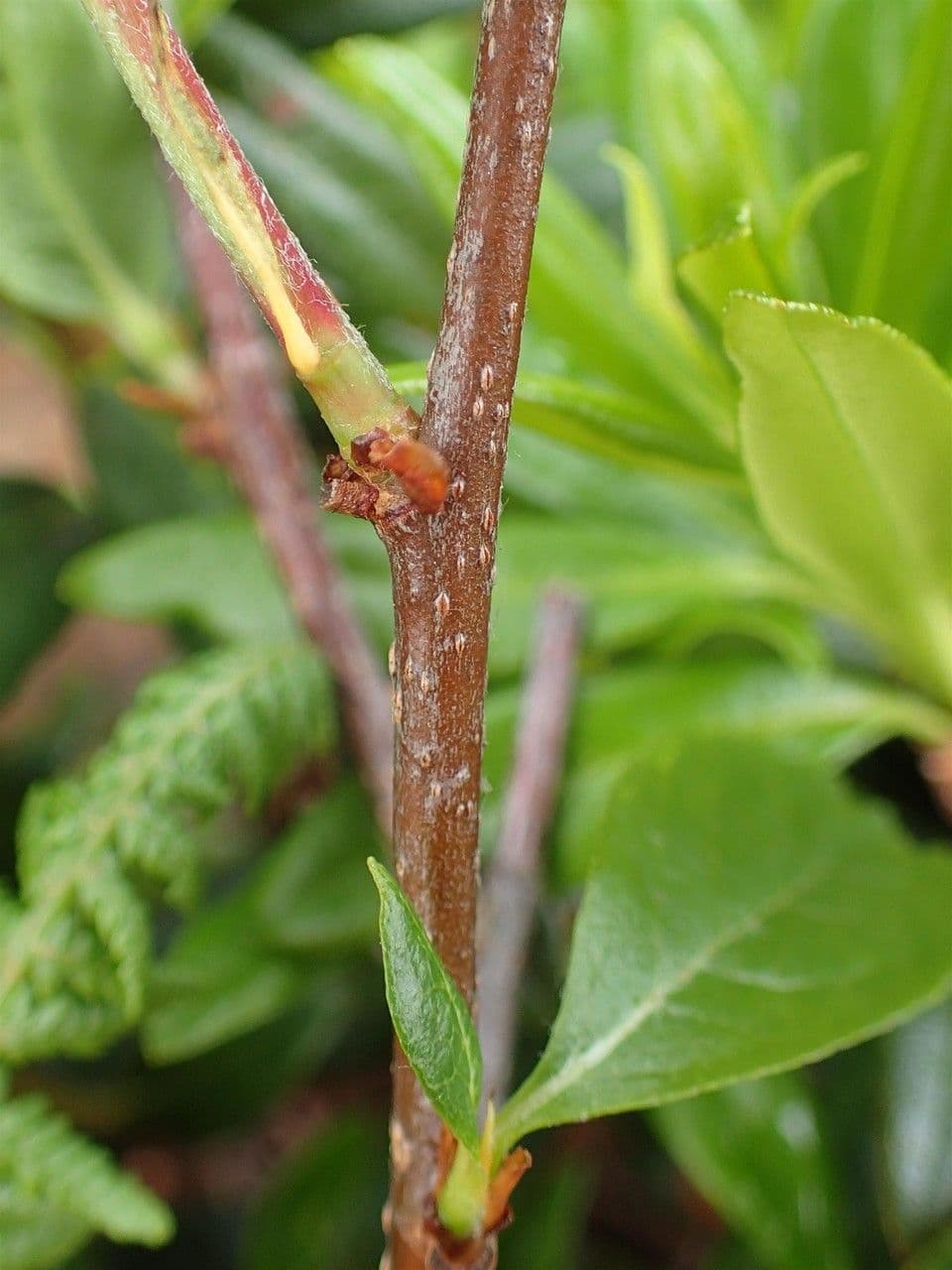 Cotonéaster alpin 22