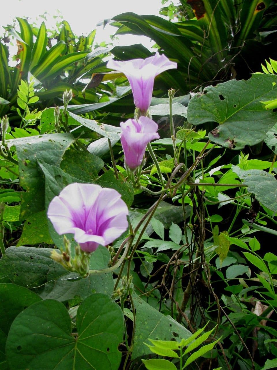 Ipomoea trifida 8
