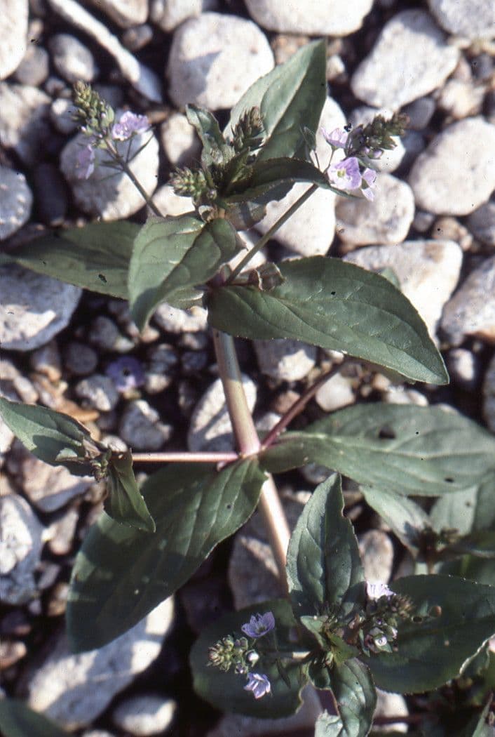 Veronica acquatica 12