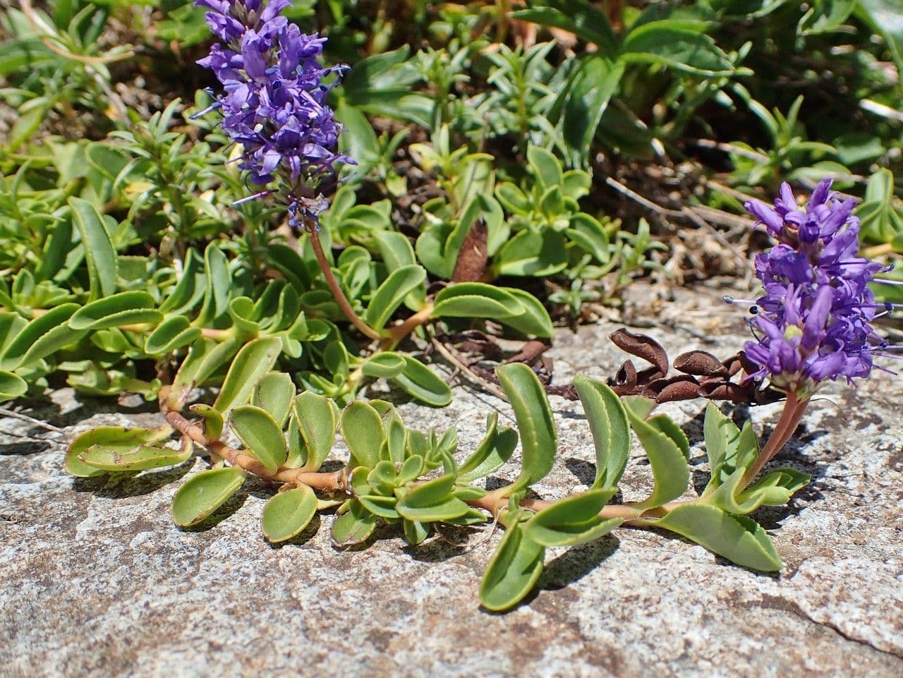 Veronica allionii 7