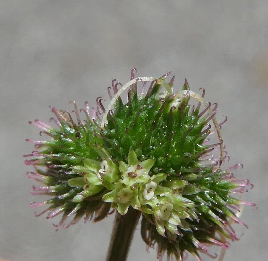 Sanicola 5