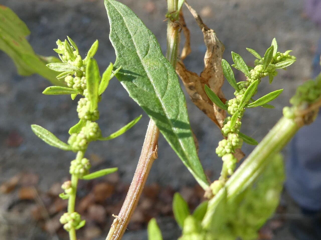 Epazote 25