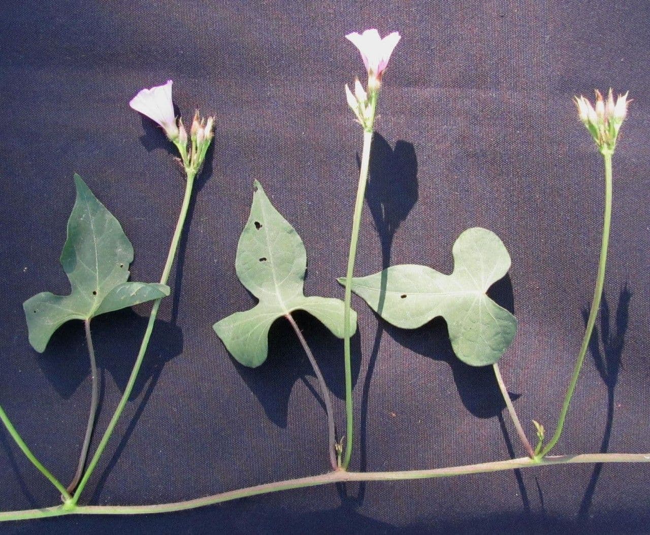 Ipomoea trifida 17