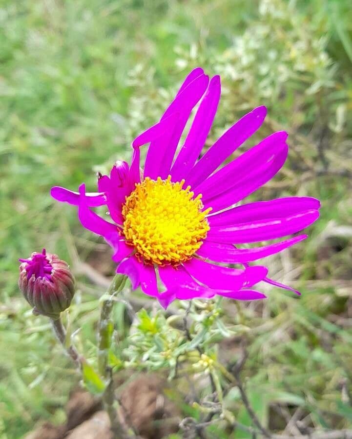 Senecio 2
