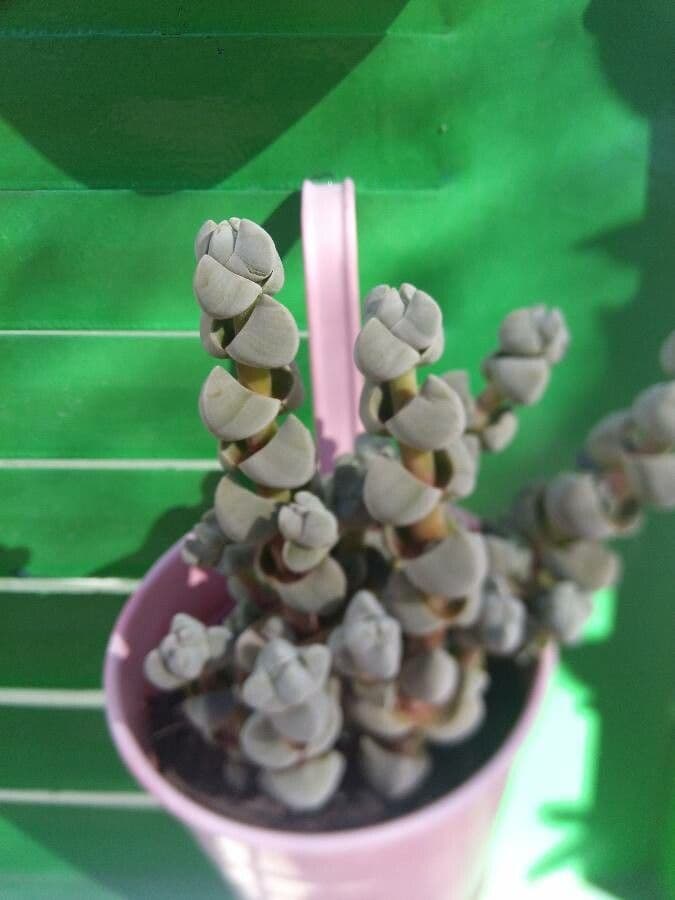 Crassula