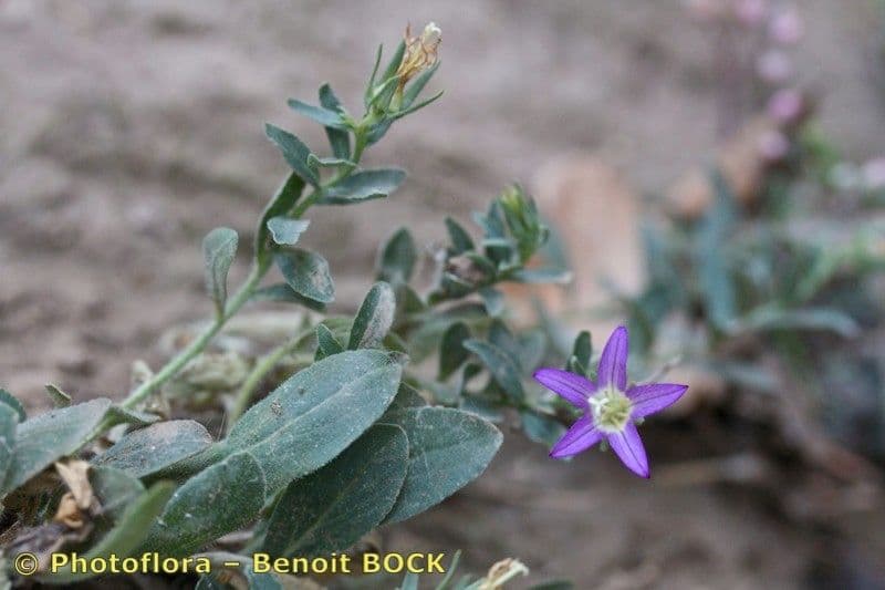 Campanula 10