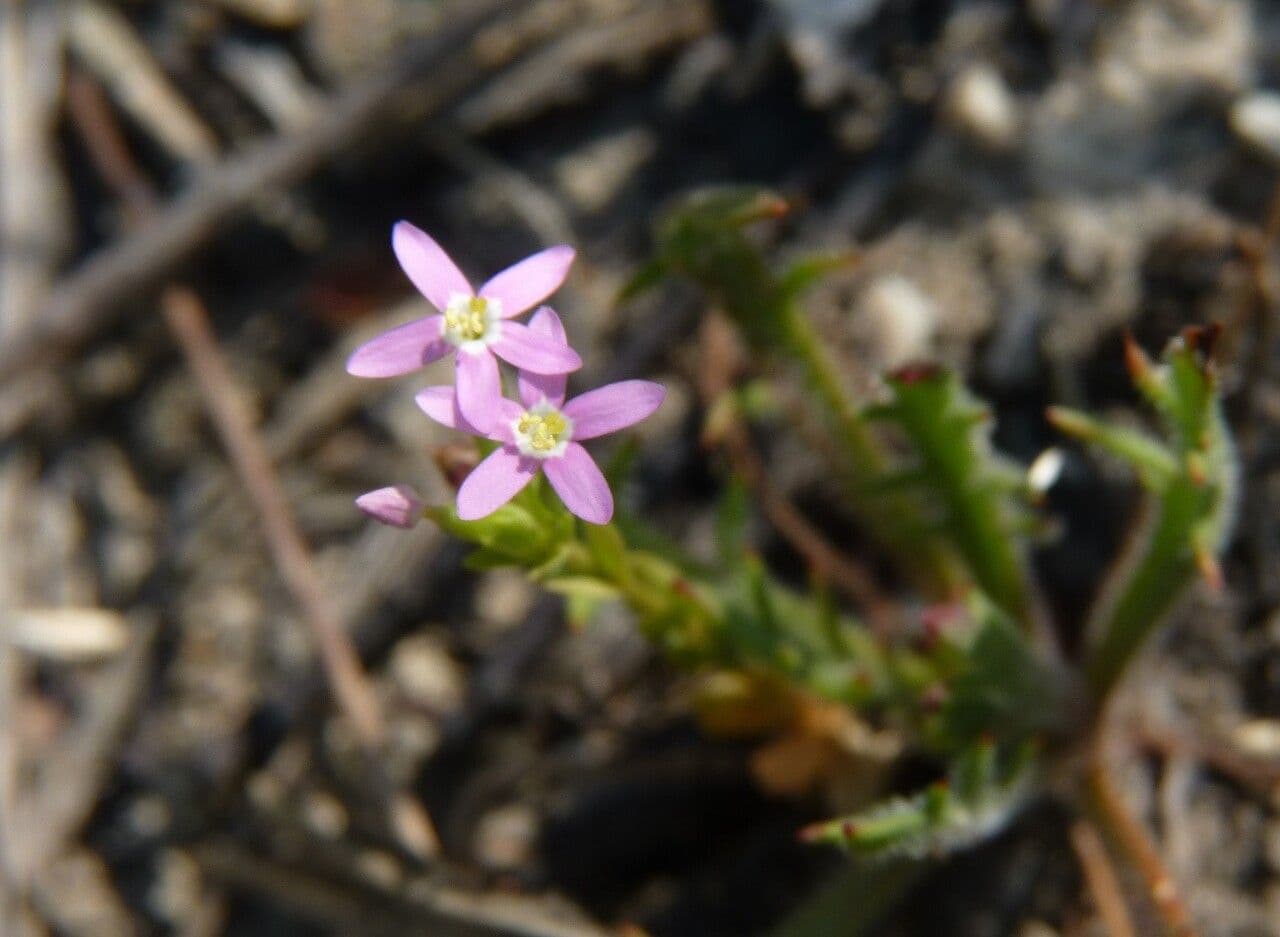 Centaurella tenuiflora 3