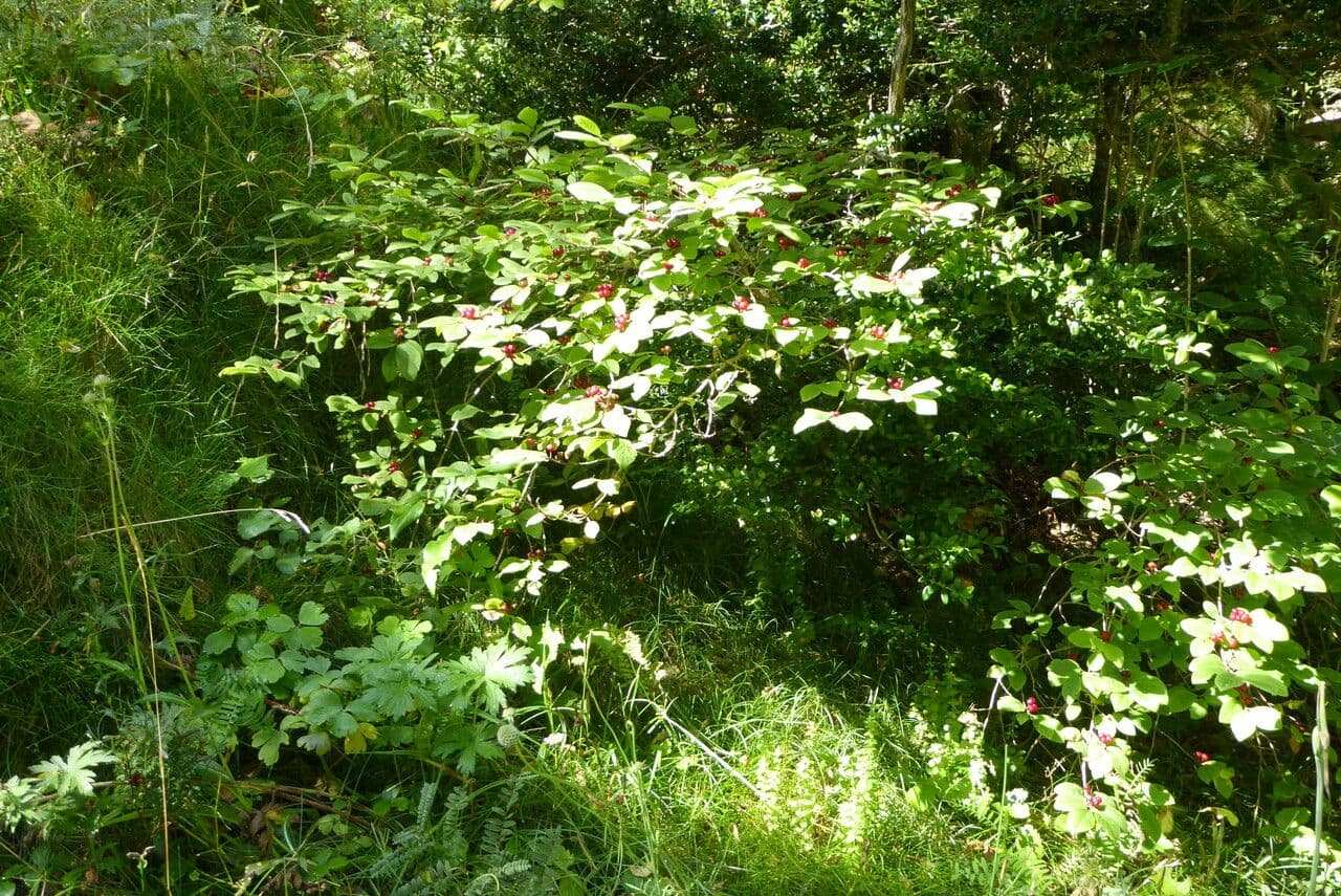 Rote Heckenkirsche 15