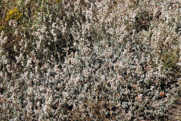 Eriogonum Wrightii 17