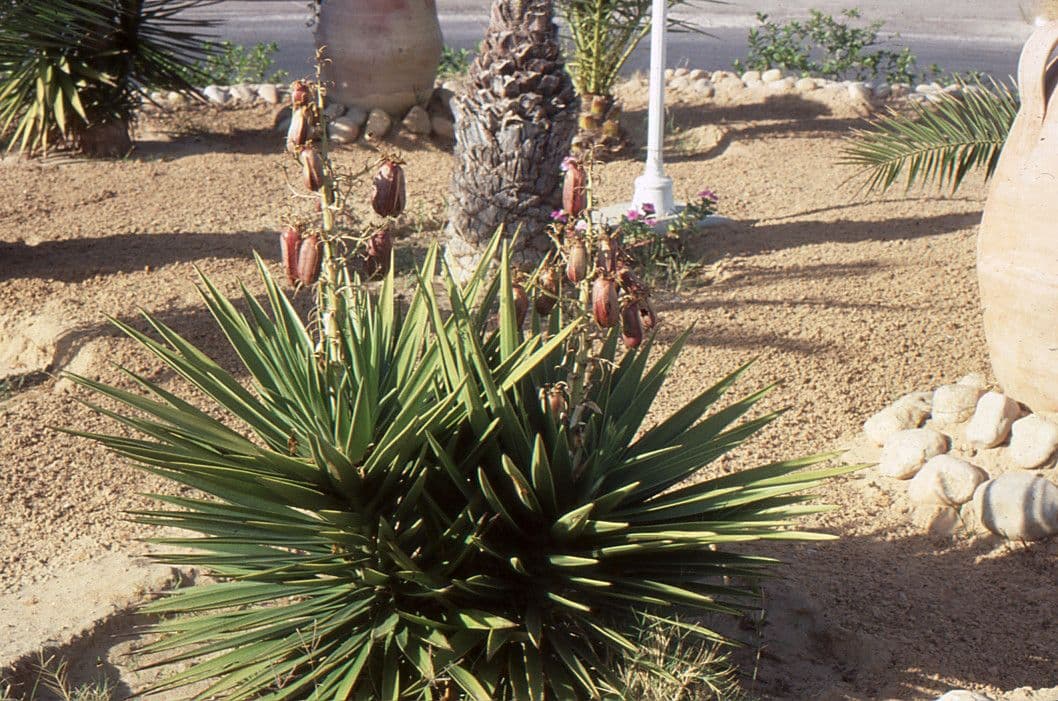 Schopf-Yucca 2