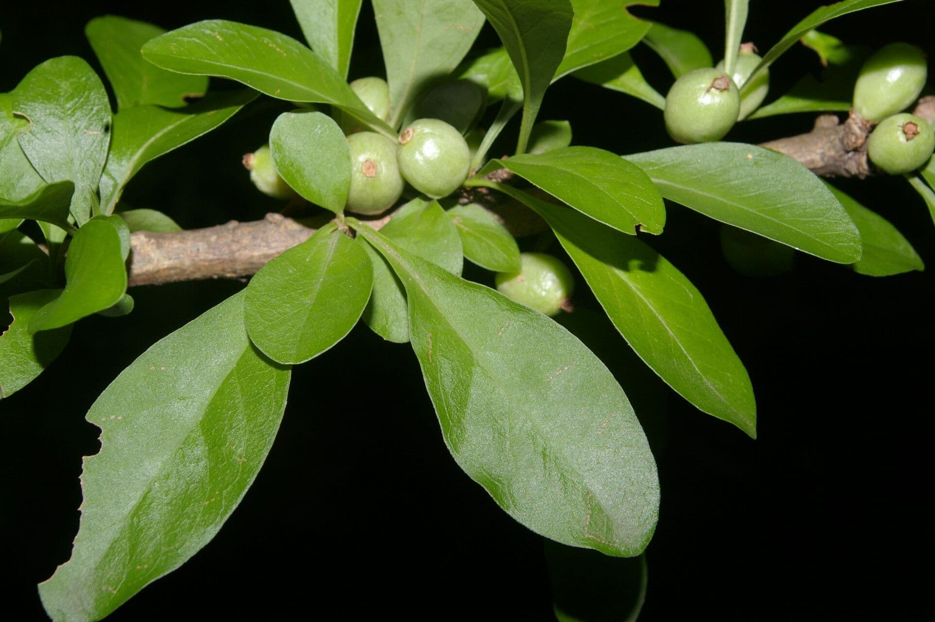 Randia Aculeata 2